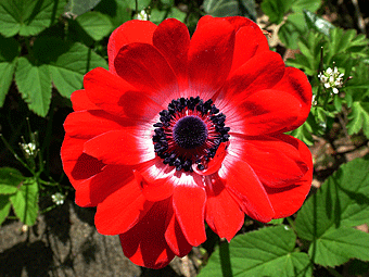 anemone