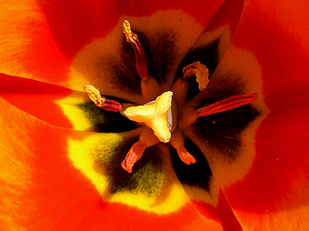 tulpe